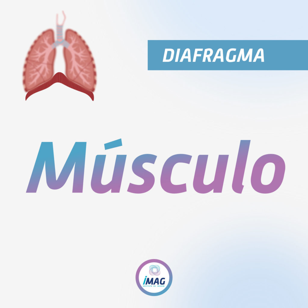 O Músculo - Anatomia do Diafragma - IMAG